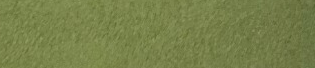 Light Moss actual Sharon Paper colour swatch
